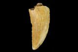 Serrated, Raptor Tooth - Real Dinosaur Tooth #149063-1